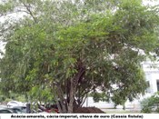 Acácia-amarela, Cacia-imperial ou Chuva de ouro (Nome científico: Cassia-fistula) - 
Jardim do ...