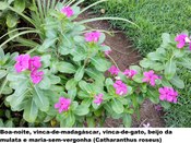 Boa-noite, Vinca-de-madagascar, Vinca-de-gato, Beijo da mulata e Maria-sem-vergonha (Catharanthu...