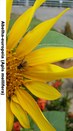 Abelha europeia (Apis mellifera) - 
Fauna no jardim do TRE-BA