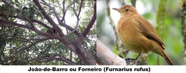 João-de-Barro ou Forneiro (Furnarius rufus) - 
Fauna no jardim do TRE-BA