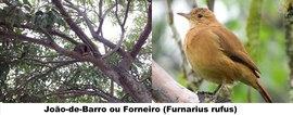 João-de-Barro ou Forneiro (Furnarius rufus) - 
Fauna no jardim do TRE-BA