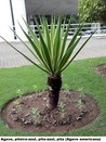 Agave, piteira azul, pita azul ou pita (agave-americana) - 
Jardim do TRE-BA