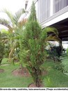 Árvore da vida, cedrinho, tuia americana (thuja occidentalis) - 
Jardim do TRE-BA