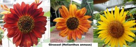 Girassol (Nome científico: Helianthus annuus) - Flora do jardim do TRE-BA
