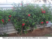 Hibisco, Graxa-de-estudante, Mimo-de-vênus (Nome científico: Hibiscus rosa-sinensis)
