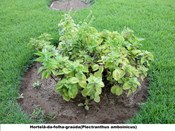 Hortelã-da-folha-graúda Plectranthus amboinicus)
Planta presente no jardim do TRE-BA