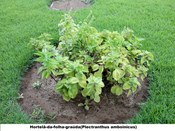 Hortelã-da-folha-graúda Plectranthus amboinicus)
Planta presente no jardim do TRE-BA