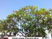 Jasmim-manga (Plumeria rubra)
Planta presente no jardim do TRE-BA