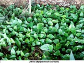 Jiboia (Epipremnum aureum)
Planta presente no jardim do TRE-BA