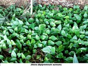 Jiboia (Epipremnum aureum)
Planta presente no jardim do TRE-BA