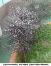 Léia-vermelha ou Léia-rubra (Leea rubra blume) - 
Jardim do TRE-BA