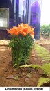 Lírio-híbrido (Lilium hybrid) - Jardim do TRE-BA