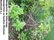 Manjericão-de-folha-larga, Manjericão ou Basílico (Ocimum basilicum L.) - Jardim do TRE-BA