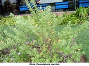 Mirra (Commiphora myrrha)
Planta presente no jardim do TRE-BA