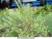 Mirra (Commiphora myrrha)
Planta presente no jardim do TRE-BA