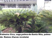Palmeira cica, Sagu, Palma-de-Santa-Rita ou Palma-de-Ramos (Nome científico: Cycas revoluta)