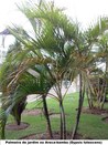 Palmeira de jardim ou Areca-bambu (Dypsis lutescens)
Planta presente no jardim do TRE-BA