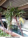 Palmeira ráfis (Raphis excelsa) - 
Jardim do TRE-BA