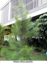 Pinheiro (Pinus palustris) - 
Jardim do TRE-BA