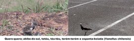 Quero-quero, Abibe-do-sul, Tetéu, Téu-téu, Terém-terém e Espanta-boiada (Vanellus chilensis) - F...