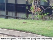 Rolinha-vaqueira ou Rola-vaqueira (Uropelia campestris) - Fauna no jardim do TRE-BA