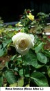 Rosa branca (Rosa Alba L.) - Jardim do TRE-BA