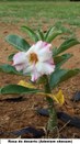 Rosa do deserto (Nome científico:Adenium obesum) - Jardim do TRE-BA