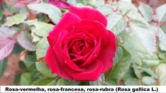 Rosa-vermelha, Rosa-francesa, Rosa-rubra (Rosa gallica L.) - Jardim do TRE-BA