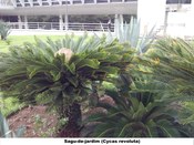 Sagu-de-jardim (Cycas revoluta) - 
Jardim do TRE-BA