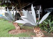 Sisal (Agave sisalana) - 
Jardim do TRE-BA