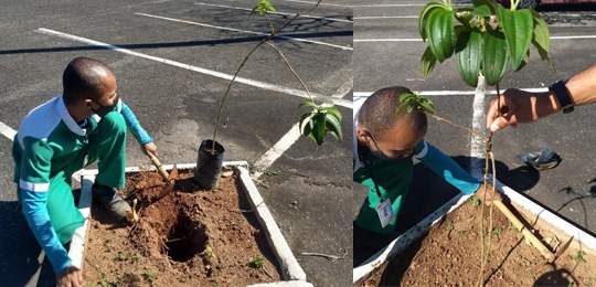 A quaresmeira roxa é nativa da Mata Atlântica e o plantio foi realizado por iniciativa do Núcleo...